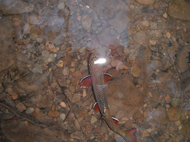 CAMP OCT2011 007.jpg - Same fish after release